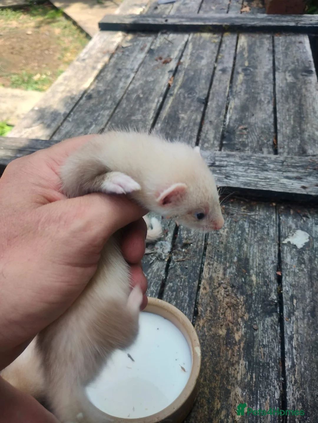 Ferret rodents for sale: True micro ferret kits  in Burton-on-Trent - Advert 2