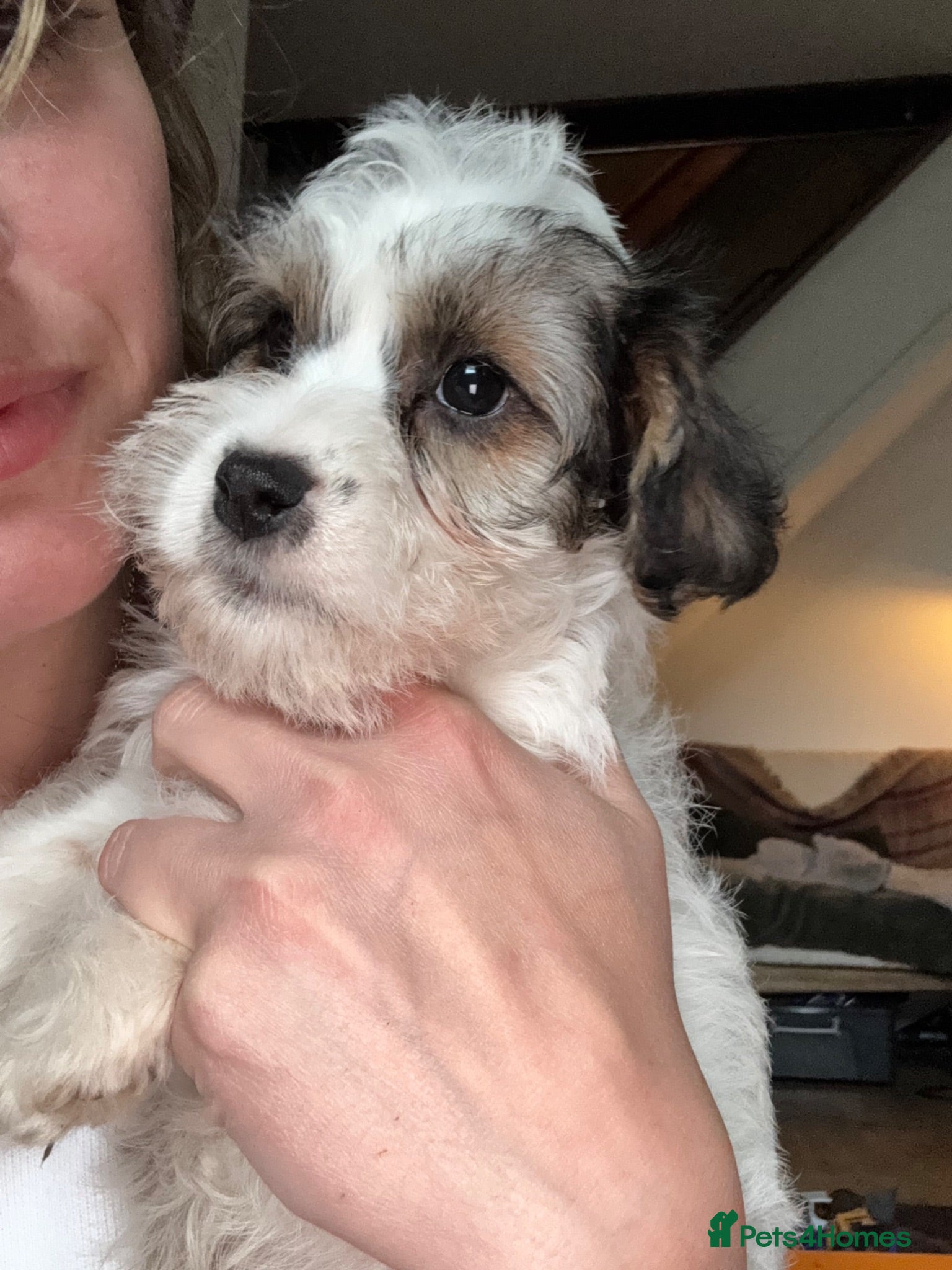 Mixed Breed dogs 🐾£750 last Male Terrier Puppy – Ready Now 🐾 - Advert 2