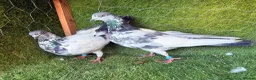 Pigeons birds for sale: Premium Breeding Pigeons Top Quality Pairs Availab - Advert 11