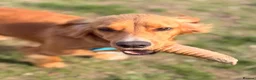 Cocker Spaniel dogs for adoption: Kairo the Gorgeous Goofy Golden Boy - Advert 10