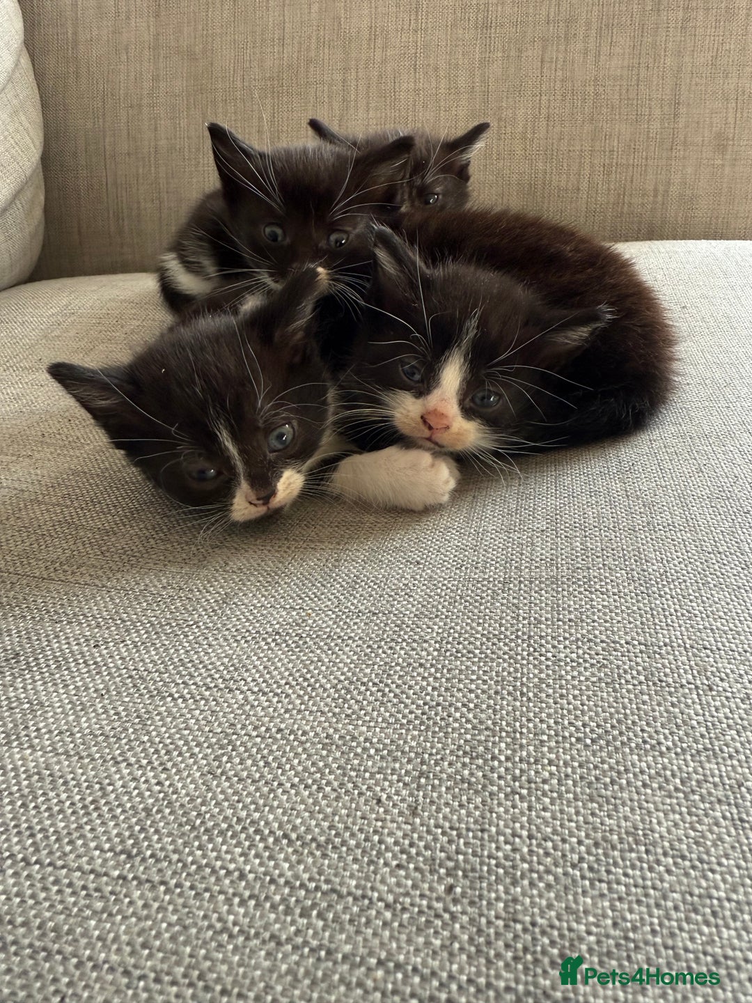 British Shorthair cats for sale: 5 gorgeous kittens - Image 15