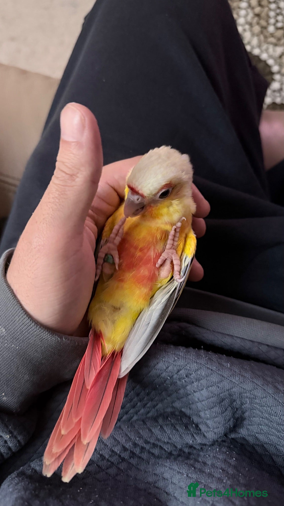 Conures birds Baby Mooncheek and Suncheek Conure Chicks - Advert 3