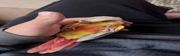 Conures birds for sale: Baby Mooncheek and Suncheek Conure Chicks - Advert 1