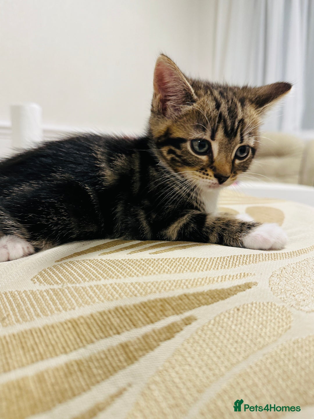Domestic Shorthair cats for sale: 4 little Cats.  - Image 9