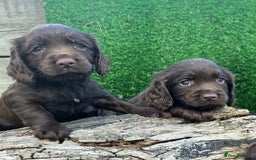Cocker Spaniel dogs for sale: WORKING dna clear cocker spaniels  - Image 15