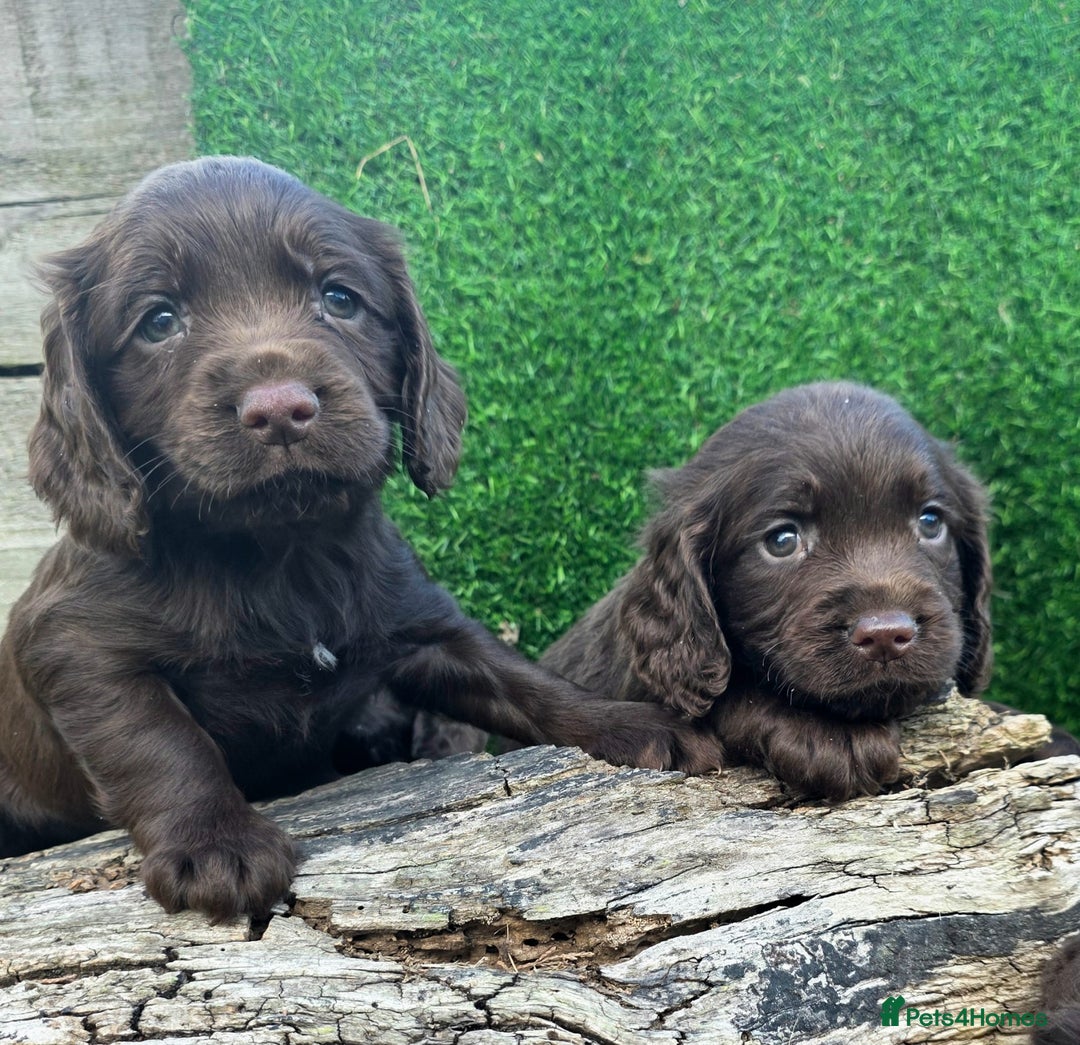 Cocker Spaniel dogs for sale: WORKING dna clear cocker spaniels  - Image 15