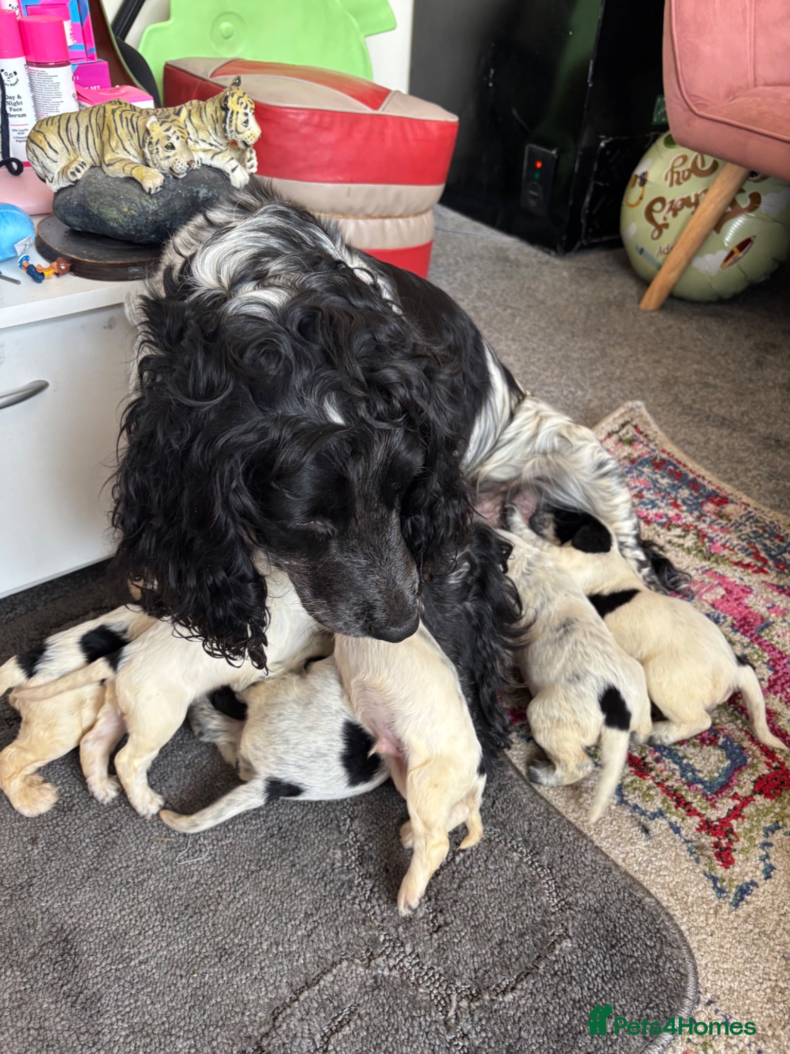 Cocker Spaniel dogs  Gorgeous Cocker Spaniel Puppies  Meet Mum & Dad!  - Advert 1