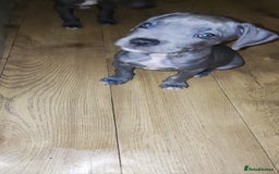 Mixed Breed dogs for sale: Caine corso/ American bully 10 weeks - Advert 1