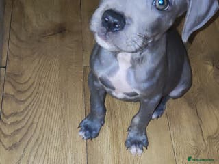 Mixed Breed dogs Caine corso/ American bully 10 weeks - Advert 15