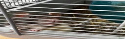 Rat rodents for sale: Two young pet rats – free to a good home in Coatbridge - Advert 3