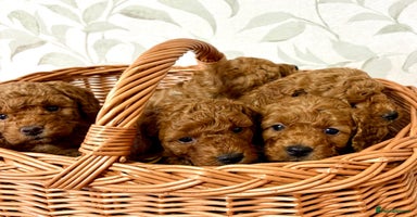 Toy Poodle dogs - Advert 8