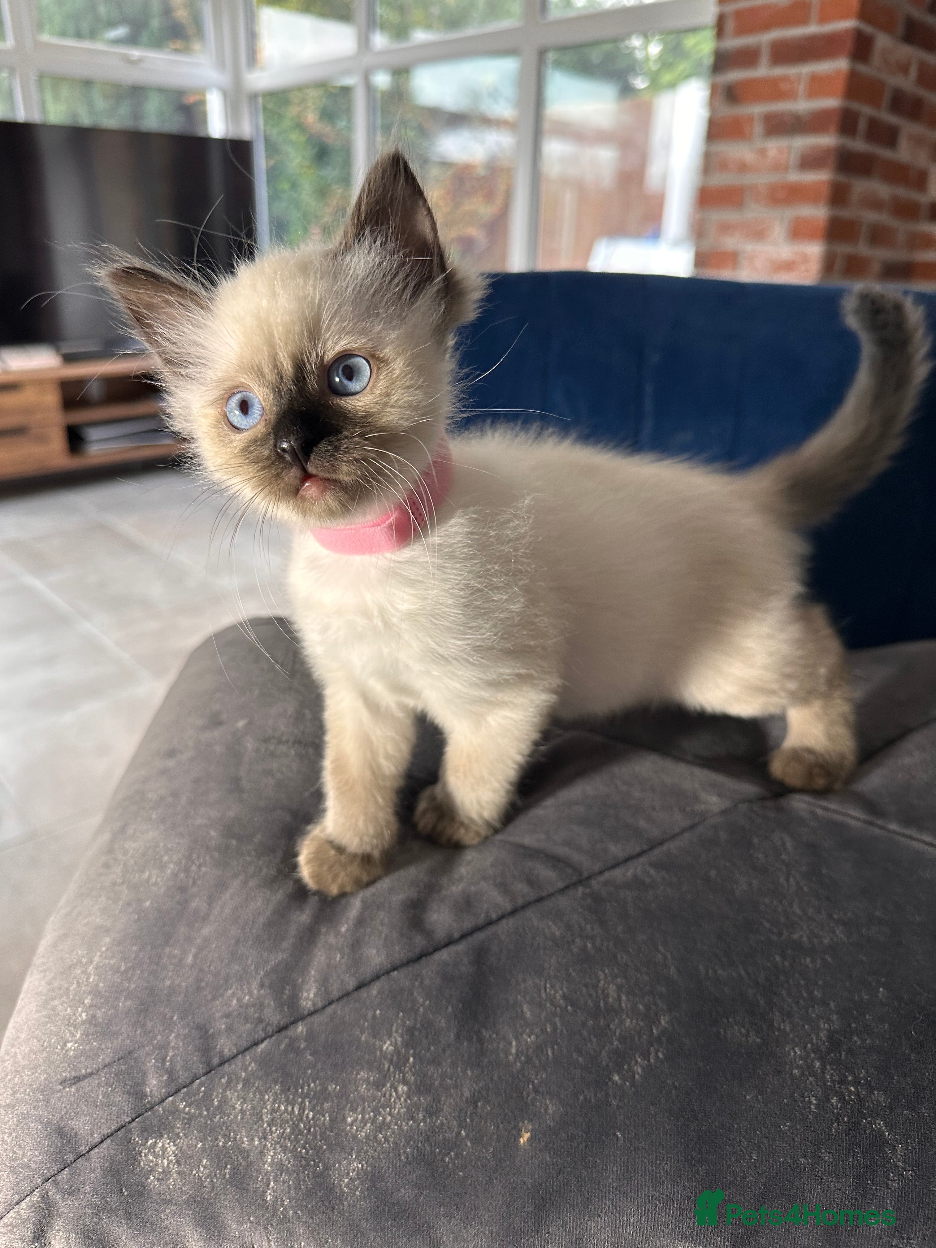 Ragdoll cats Now reserved  - Advert 5