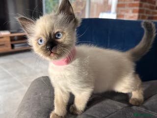 Ragdoll cats Now reserved - Advert 7