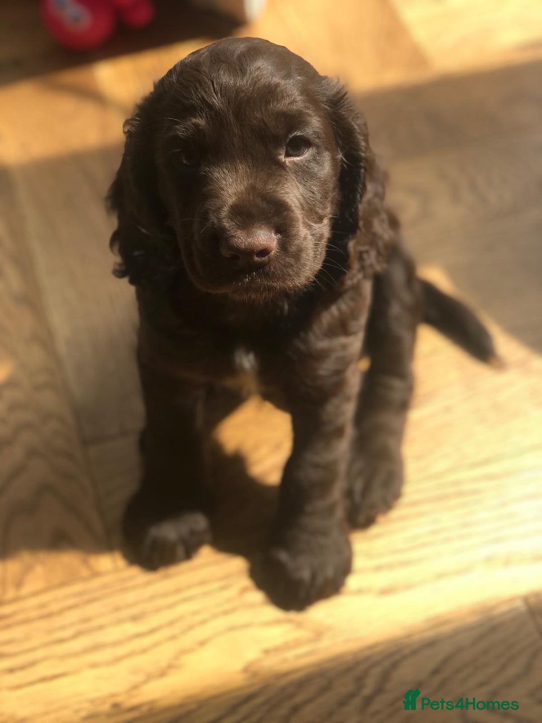 Cocker Spaniel dogs for sale: 2 X Beautiful Cocker Spaniel Pups. Ready to Go. - Image 3