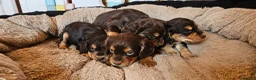 Cocker Spaniel dogs for sale: 5 STUNNING KC WORKING TYPE COCKER SPANIELS  - Advert 13