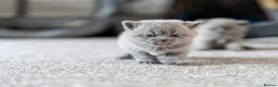 British Shorthair cats for sale: British Shorthair kittens ACTIVE/Non-active - Advert 7