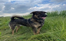 Mixed Breed dogs for sale: Rocky and Reggie - Image 4