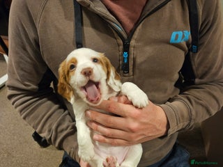 Cocker Spaniel dogs *Last Puppy From Litter*KC Working Cocker Spaniel - Advert 17