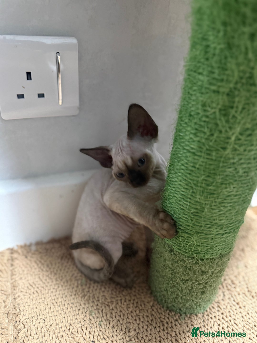 Devon Rex cats for sale: 😍😍😍 3 girls registered GCCF😍😍😍 - Advert 8
