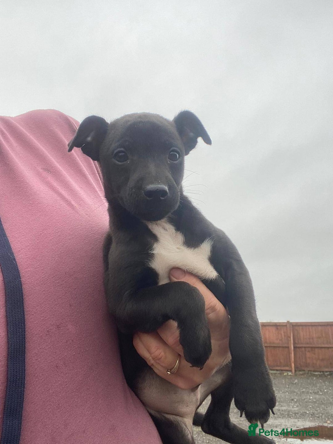 Mixed Breed dogs for sale: Woorier Pup  - Advert 3