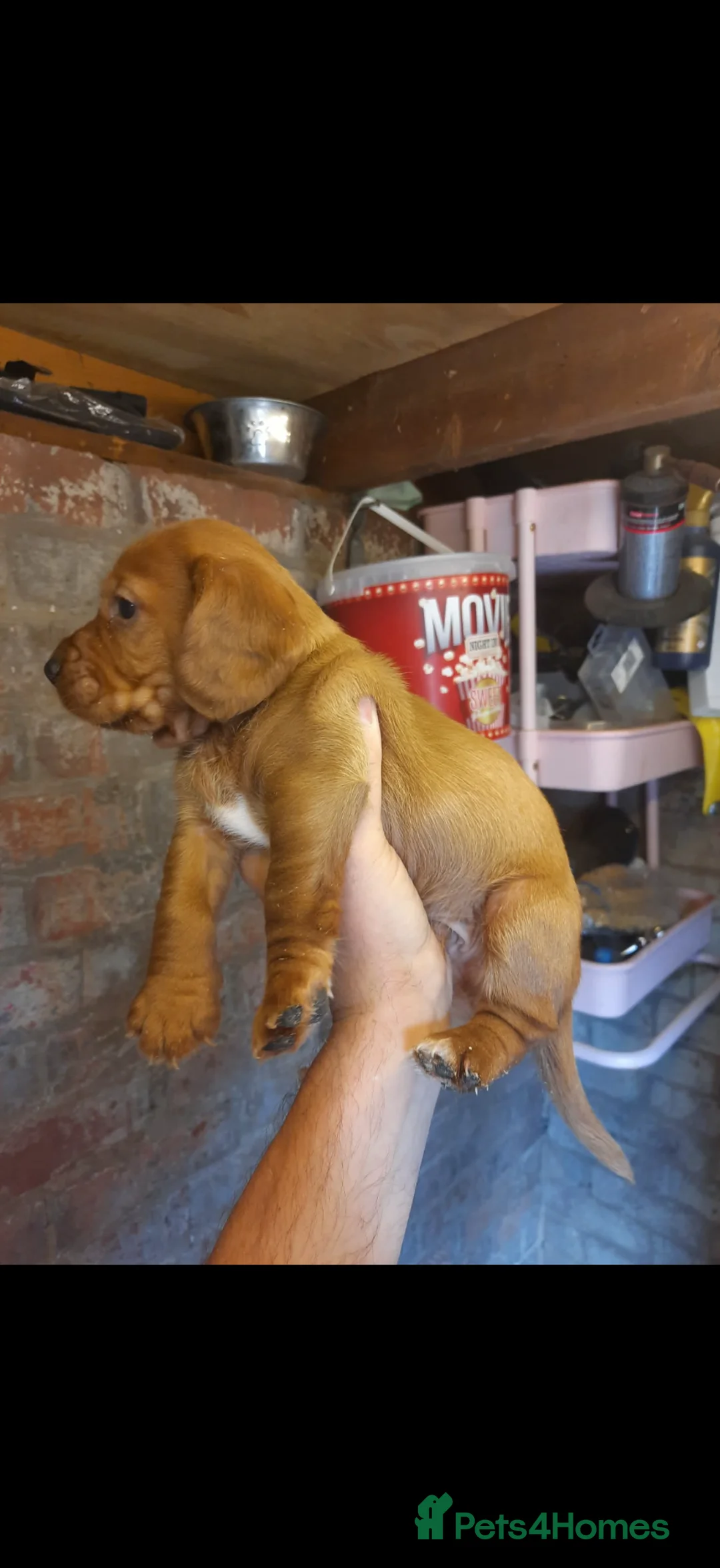 Mixed Breed dogs for sale: Cocker spaniel x patterdale pup  - Advert 2