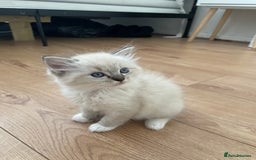 Ragdoll cats for sale: Adorable Ragdoll Kittens Ready for New Homes 🫧 - Image 4