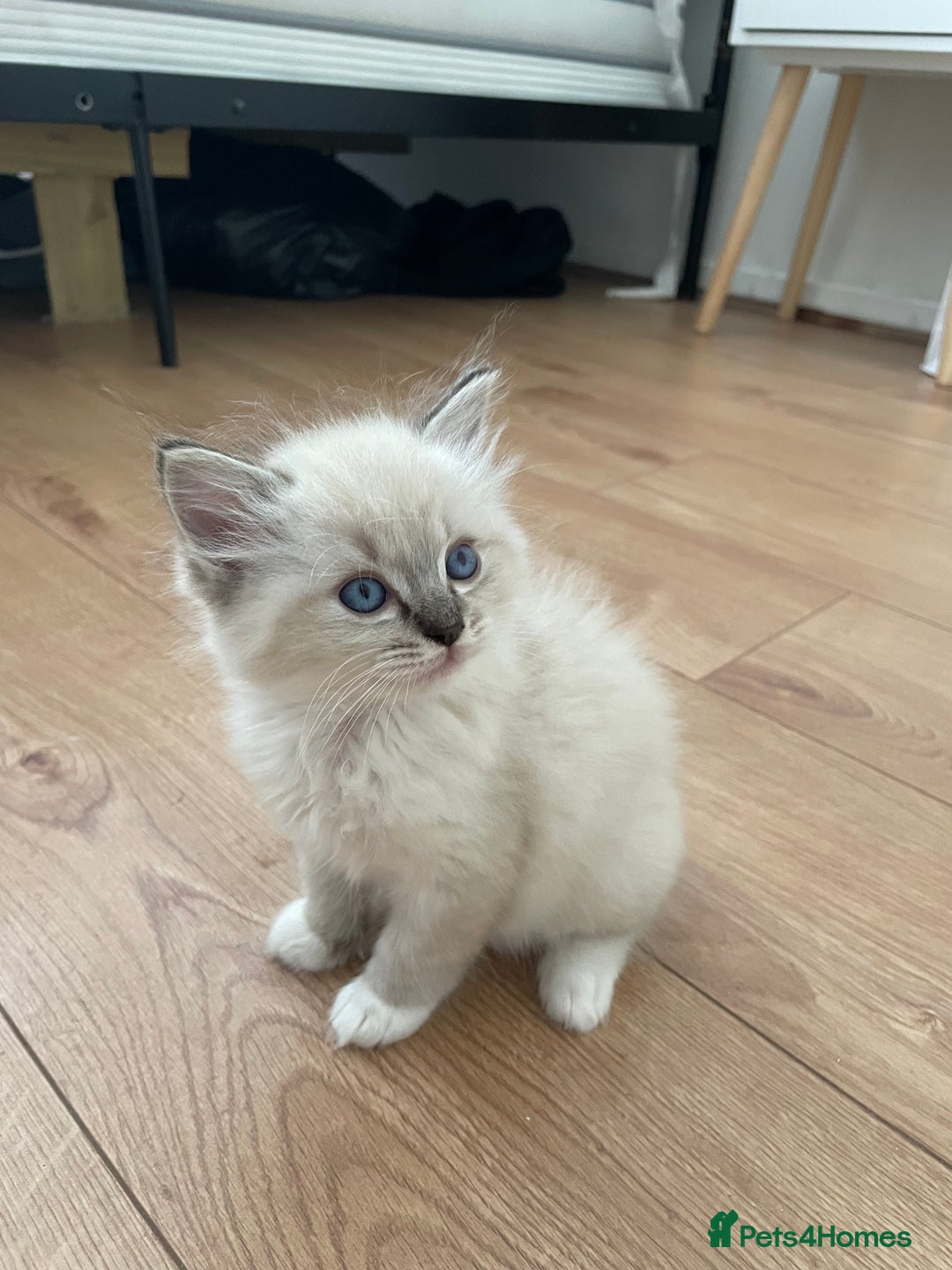 Ragdoll cats for sale: Adorable Ragdoll Kittens Ready for New Homes 🫧 - Image 4