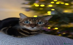 Bengal cats for sale: Marble Bengal Adult Female  - Image 7