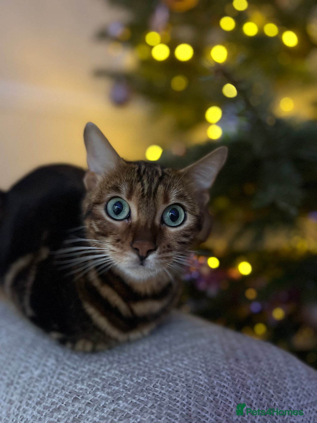 Bengal cats for sale: Marble Bengal Adult Female  - Image 7