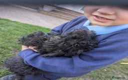 Cockapoo dogs for sale: Cockapoo puppies  - Image 6