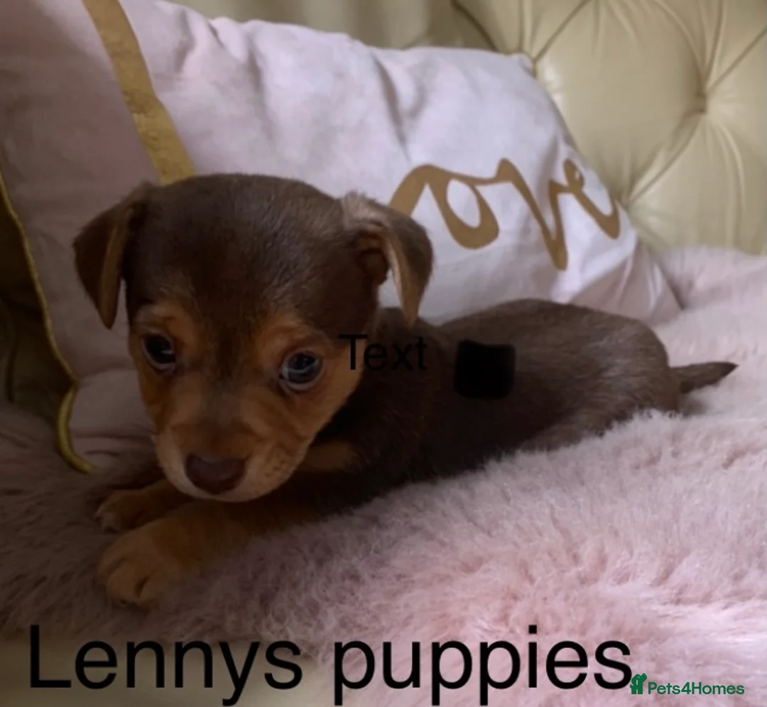 Jack Russell dogs for stud: Lenny Son of Much Wenlock Louie in Wokingham - Advert 5