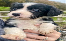 Mixed Breed dogs for sale: Gorgeous Borderlier pups - Advert 9