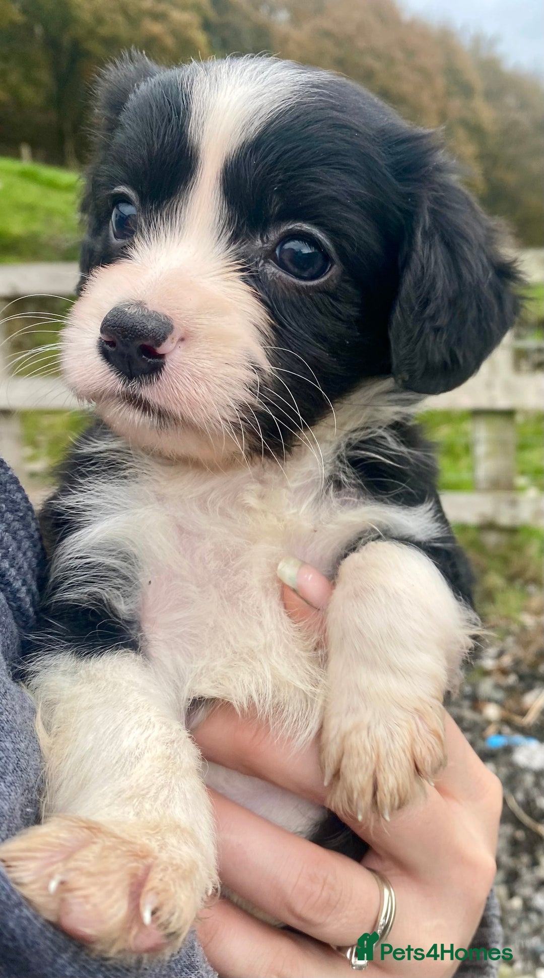 Mixed Breed dogs for sale: Gorgeous Borderlier pups - Advert 9