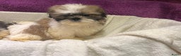 Shih Tzu dogs for sale: Shih Tzu puppy's - Advert 3