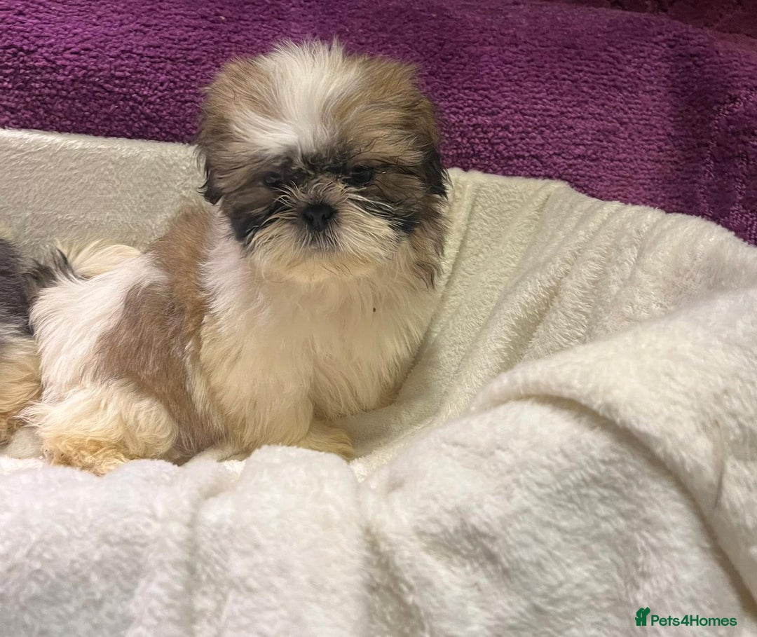 Shih Tzu dogs for sale: Shih Tzu puppy's - Advert 3