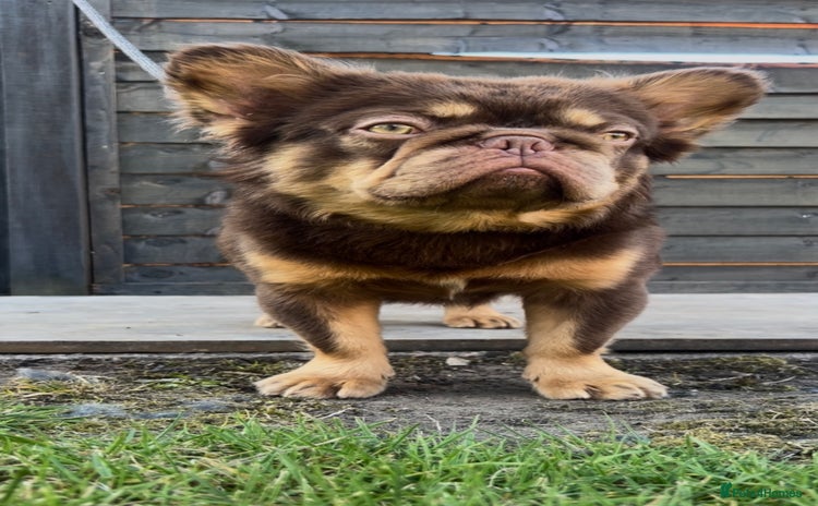 French Bulldog dogs in Nottingham - Advert 8