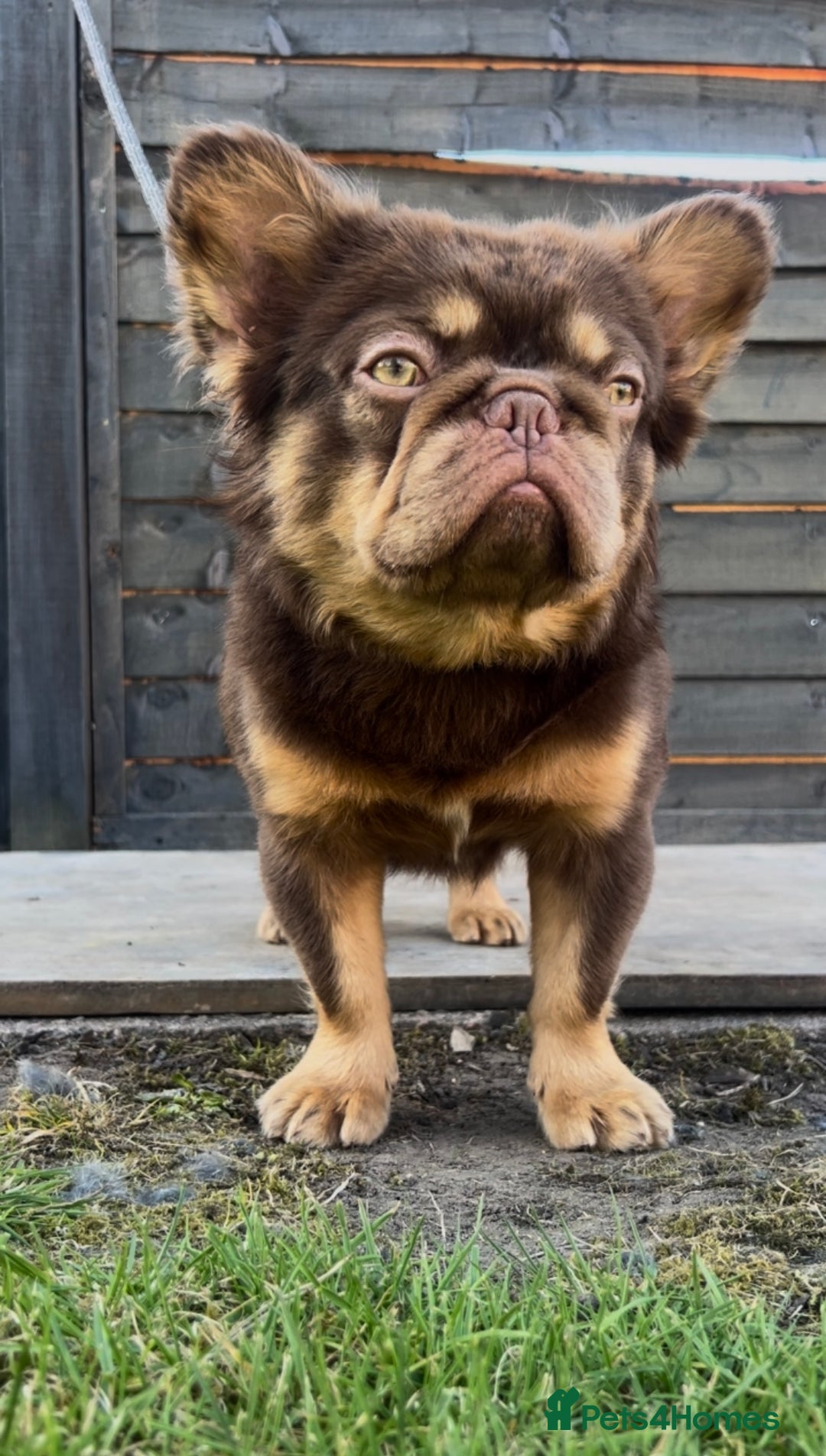 French Bulldog dogs for stud: VISUAL FLUFFY NEWSHADE ROJO TAN PINK CARRIER STUD in Nottingham - Image 5