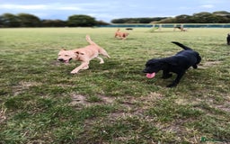 Labrador Retriever dogs for sale: 2 stunning Labradors 9 months old  - Image 7