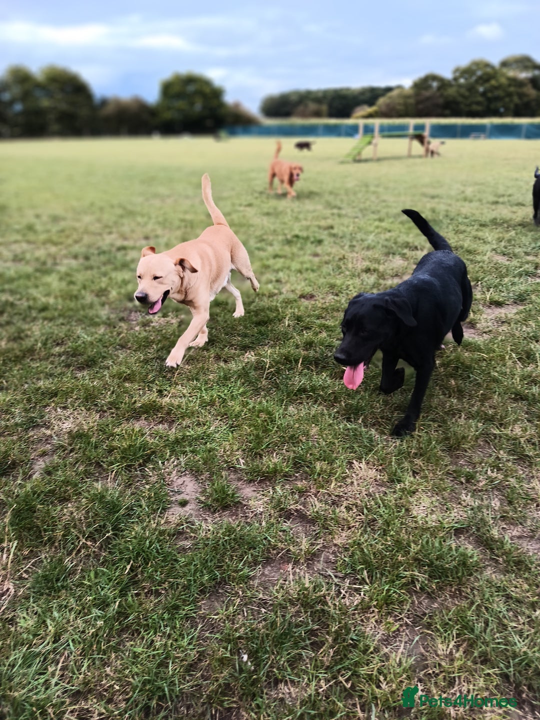 Labrador Retriever dogs for sale: 2 stunning Labradors 9 months old  - Image 7