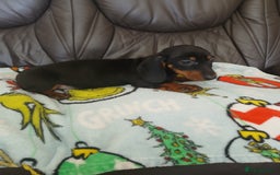 Dachshund dogs for sale: Dachshund puppies - Image 6