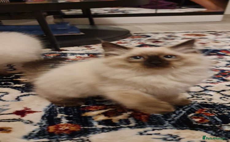 Ragdoll cats - Advert 14