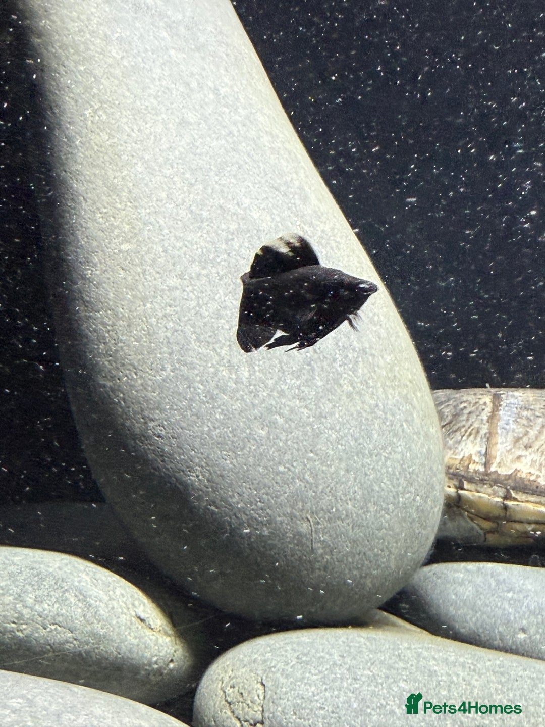Turtle reptiles for sale: Common Musk Turtle + Full Tank Setup — £90 ONO - Image 5