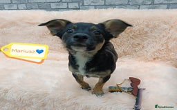 Mixed Breed dogs for adoption: 💙🐶 MARIUSZ 🐶💙 - Image 1