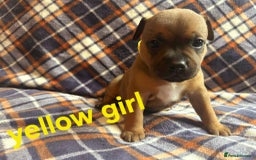 Staffordshire Bull Terrier dogs for sale: Red little one ❤️ - Image 22