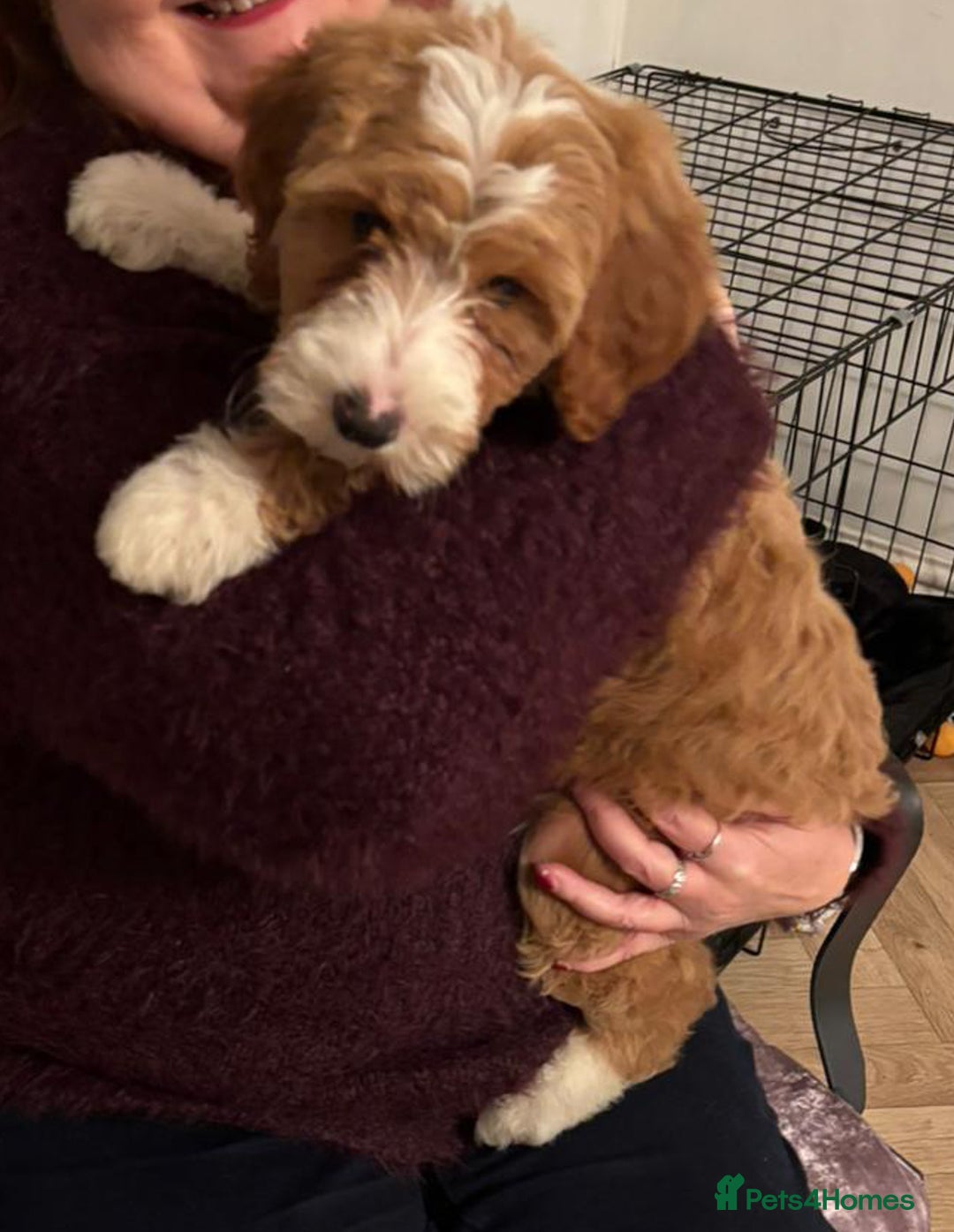 Australian Labradoodle dogs for sale: Australian Labradoodles for Sale - Advert 13