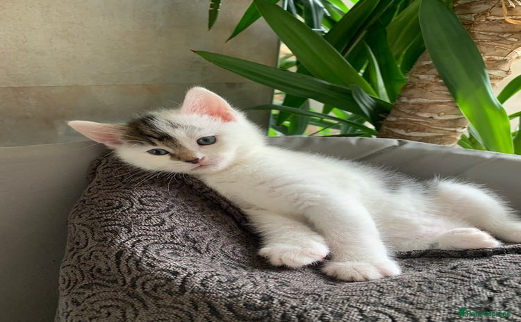 British Shorthair cats - Advert 1