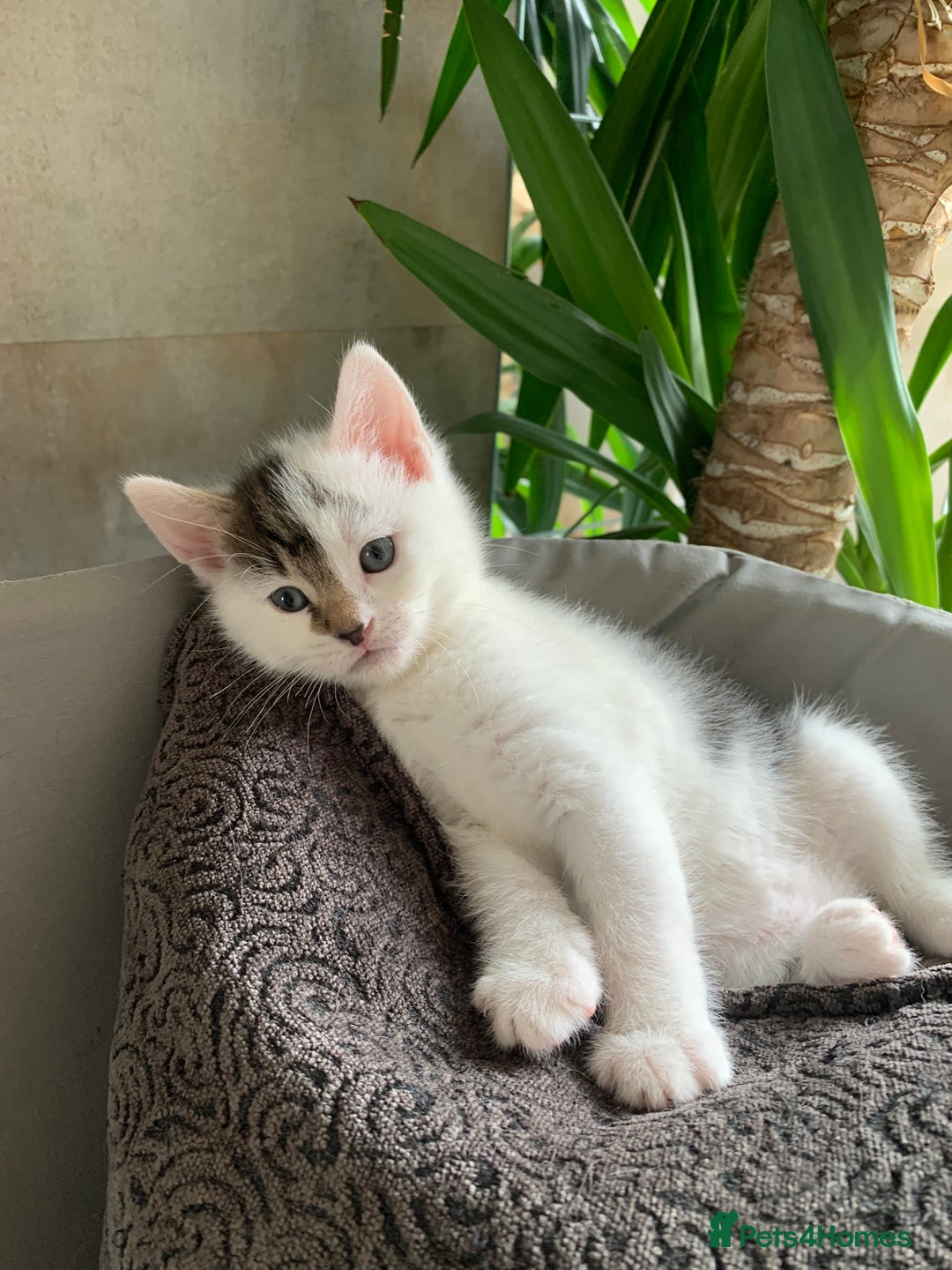 British Shorthair cats for sale: Gorgeous Kittens  - Image 1