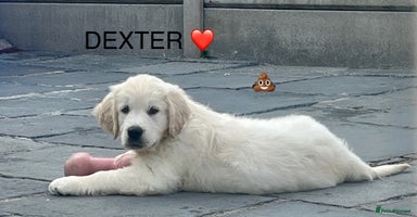 Golden Retriever dogs - Advert 9