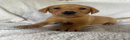 Labrador Retriever dogs for sale: Fox red Labrador - Advert 14