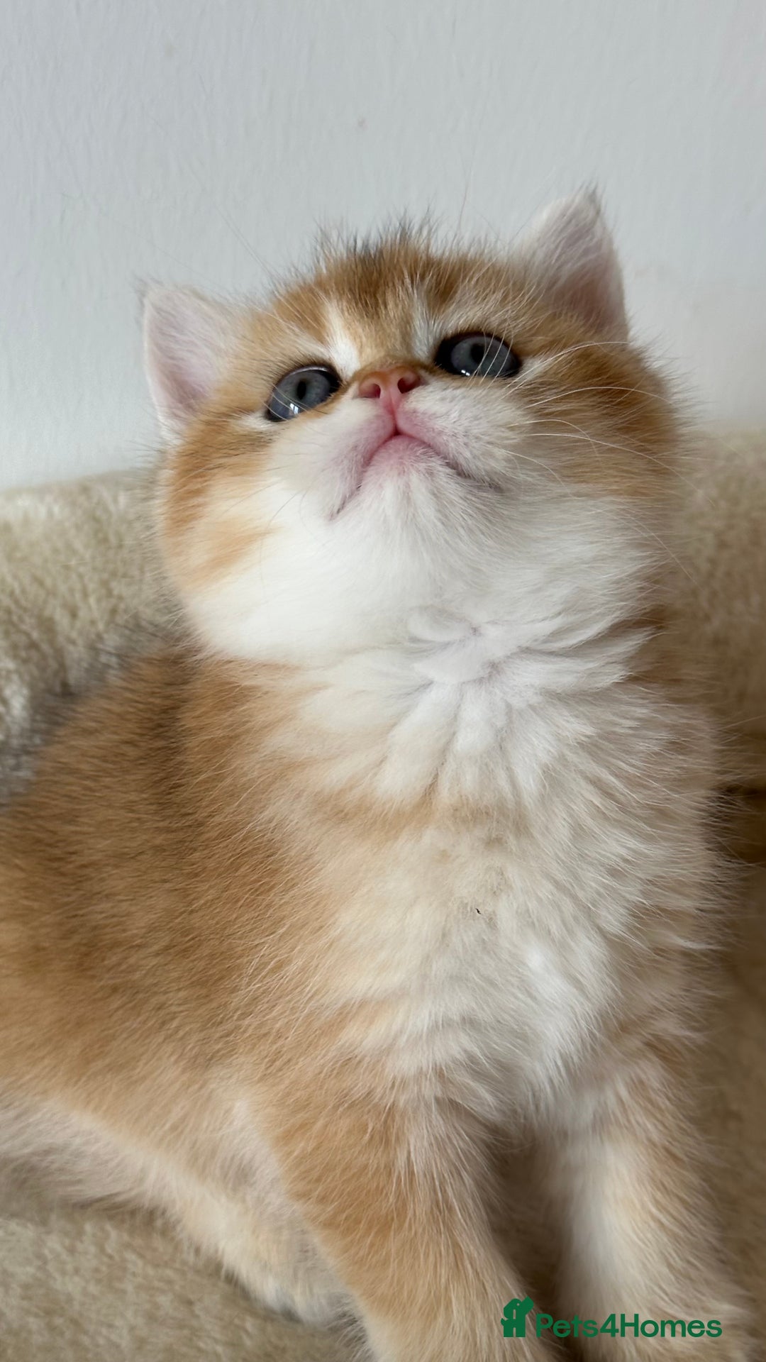 British Shorthair cats for sale: BSH Golden kittens exc quality🏆 Champion line  in Derby - Image 1